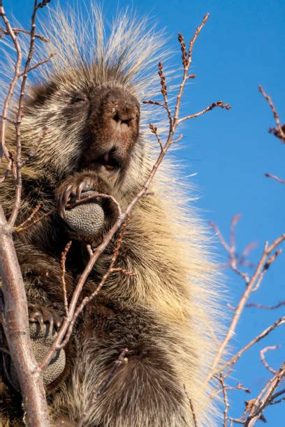 porcupine canada stock  pictures royalty  images istock