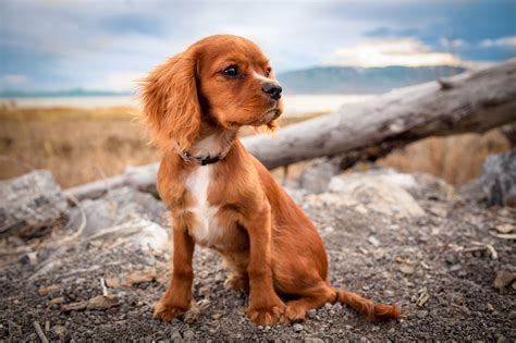gambar anjing duduk anjing gratis pixabay