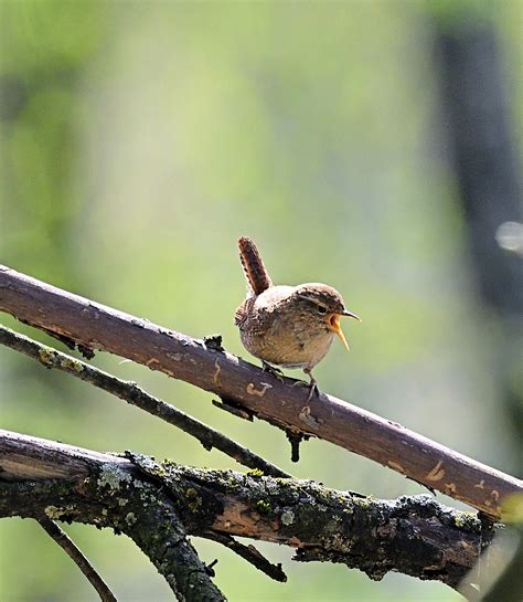 Song of a wren | BirdForum