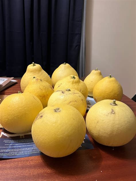 Pomelo variety comparison - General Fruit Growing - Growing Fruit