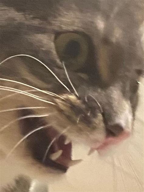 Cursed cats