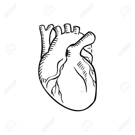 Anatomical Heart Sketch at PaintingValley.com | Explore collection of ...