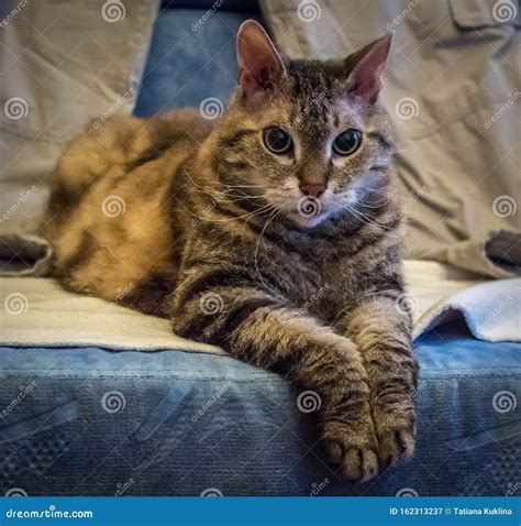 Beautiful Adult Young Exotic Curly-haired Cat with Green Eyes and Brown