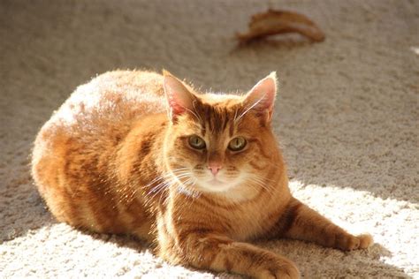 Kater Katze Rot-Weiß - Kostenloses Foto auf Pixabay