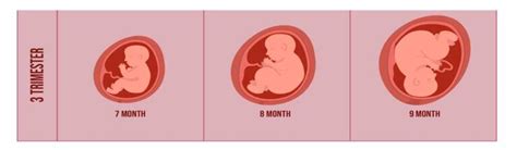 Your Ultimate Guide: Healthy diet in pregnancy and Lactation - Trendvisionz