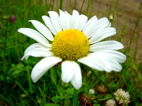 Daisy Free Stock Photo - Public Domain Pictures