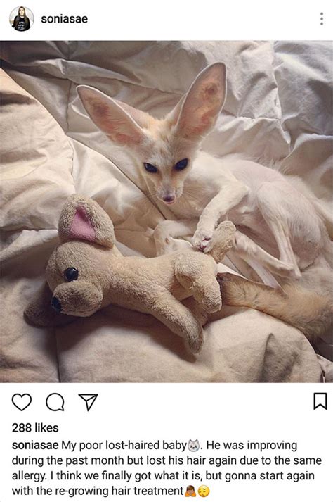 What Happens If A Vegan Puts Her Fennec Fox On A Vegan Diet?