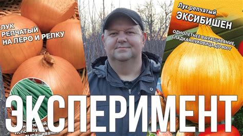 Как посадить лук из семян | Лук эксибишен | лук на перо и репу ...