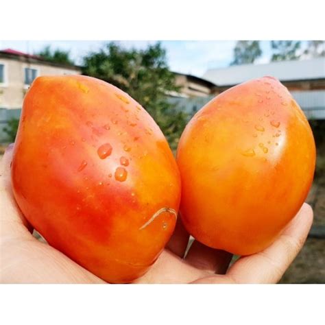 Гном Затонувший персик, Поцелованный солнцем персик (Dwarf Sunkissed Peach)