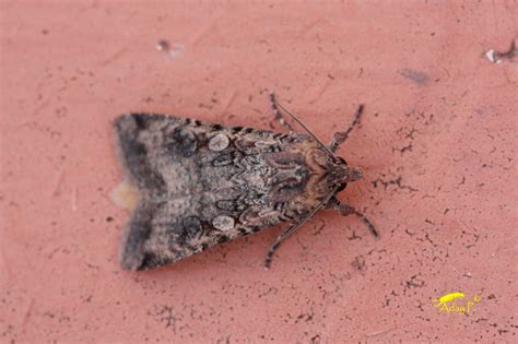 Tipos de orugas y cómo combatirlas de manera natural y ecológica