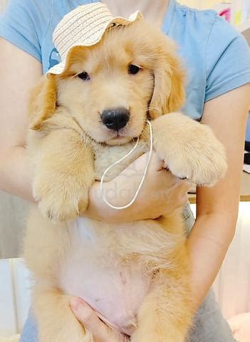 GOLDEN RETRIEVER PUPPY BABY $ W1728Myy - Pets for sale in Bangsar ...