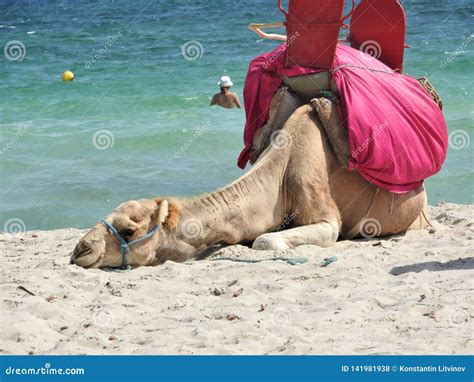 Camel on the Beach in Tunisia, Africa on a Clear Day Against the Blue ...