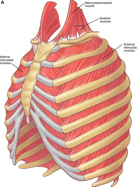 The anatomy of the ribs and the sternum and their relationship to chest ...