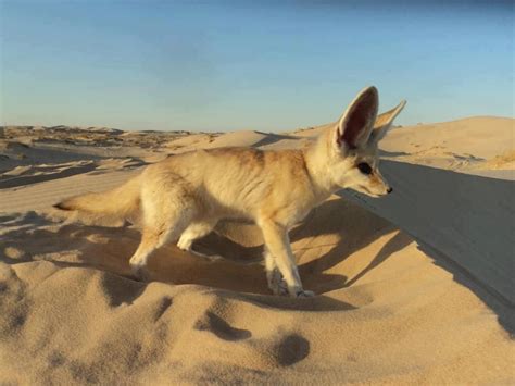 The Fennec Desert Fox | Animaux, Oiseaux, Renard