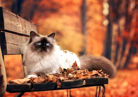 Fall Cats Wallpapers - Wallpaper Cave