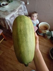 Создать мем "кабачок прикол, молодой кабачок, большой кабачок ...