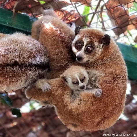 Slender Loris Eating