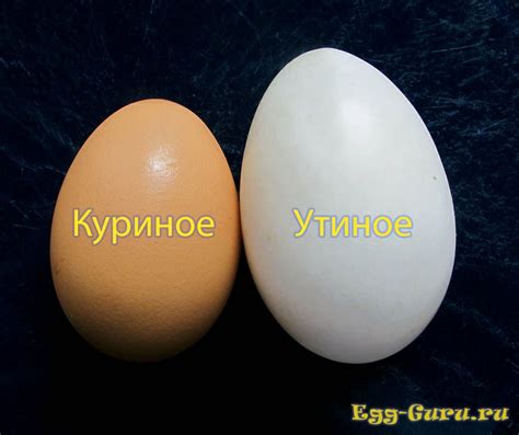 Размеры утиного яйца - какой величины яйцо утки