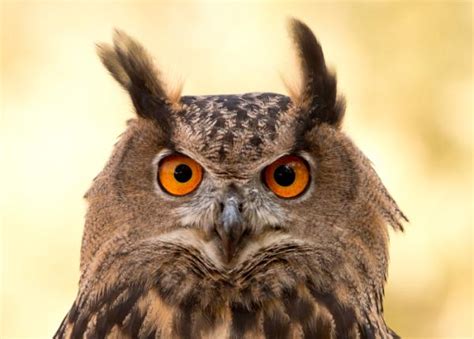Eurasian Eagle Owl Wingspan