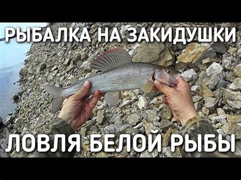 РЫБАЛКА НА ЗАКИДУШКИ / ЛОВЛЯ БЕЛОЙ РЫБЫ - YouTube