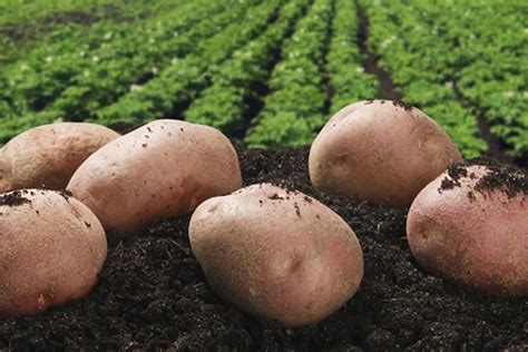 Potash - The Most Important Nutrient for Potato Crop - Mosaic India