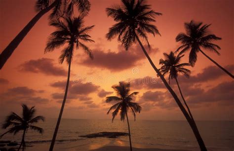 INDIA GOA LANDSCAPE BEACH stock photo. Image of april - 275455230