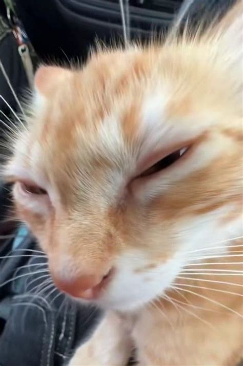 silly cat | Cute cats, Funny cute cats, Silly cats