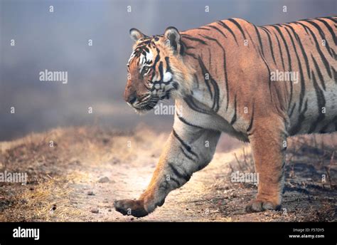A MASSIVE TIGER ! Stock Photo - Alamy