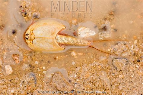 Summer Tadpole Shrimp stock photo - Minden Pictures