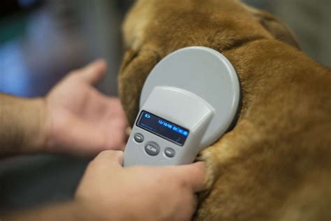 reasons  microchip  pet