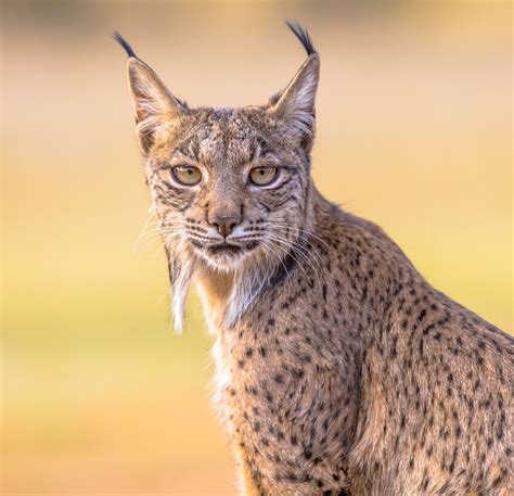 Lynx - Carnivore, Solitary, Fur | Britannica
