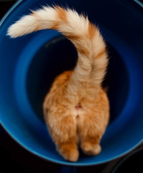 What is the Meaning of the Cat's Curled Tail? Secrets Here!