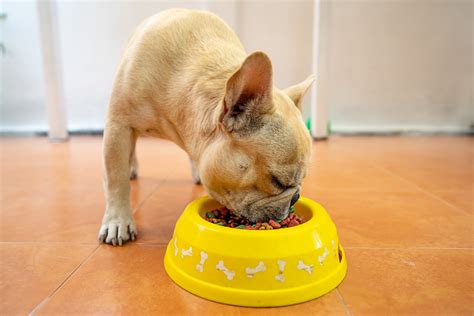 Proven These Homemade Dog Food Recipes For French Bulldogs Help Gas Hurry!