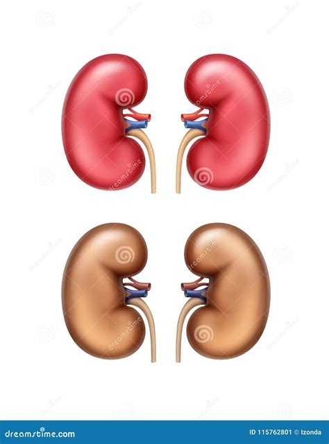 Anatomia Del Rene 8