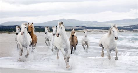 7horse Running Wallpapers - Wallpaper Cave