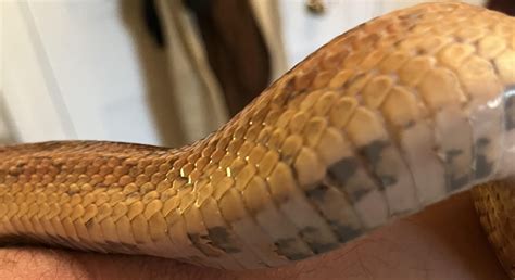 Cuts on corn snake’s belly : r/snakes