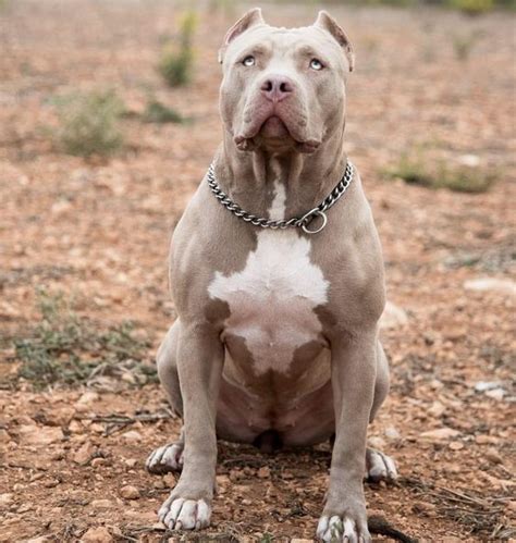 Foto De Pitbull Monster
