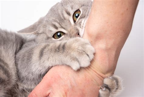whats  big deal  cat scratch fever