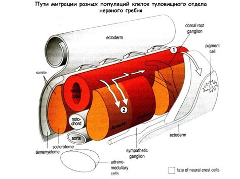 Периферическая нервная система - презентация онлайн