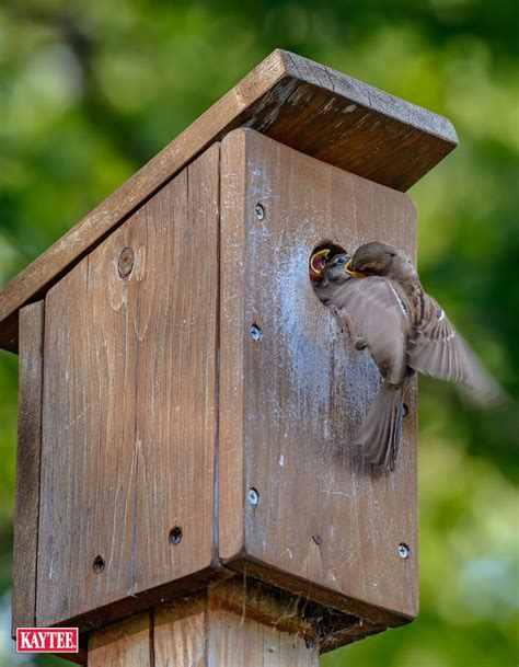 Bird feeding is a great hobby, but it's important to keep your backyard ...