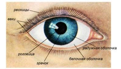Зрачок глаза: где расположен и какую функцию выполняет