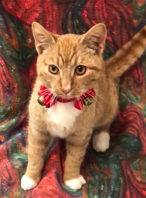 Pets of the Week | ClarksvilleNow.com