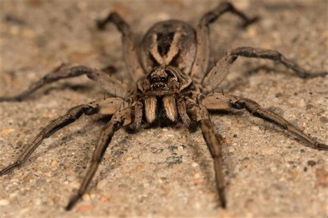 hobo spider  wolf spider  key differences   animals