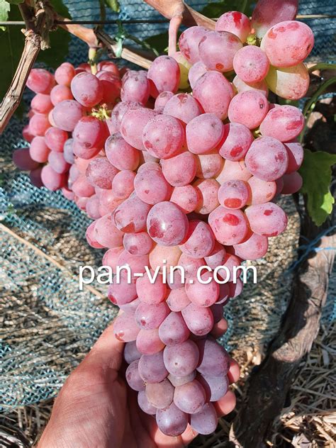 Кишмиш Щелкунчик — pan-vin.com