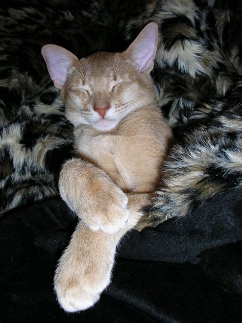 Four Abyssinian Cats: Fawn Friday