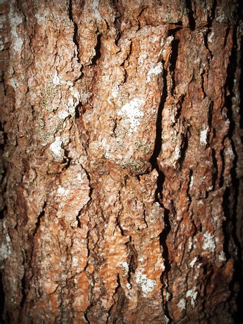 what does a hickory tree look like 1