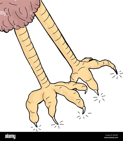 pair  sharp bird claws  white background stock photo alamy