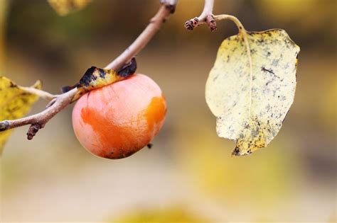 Persimmon Disease Control And Prevention - Learn About Persimmon Fruit