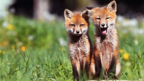Baby Fox Wallpapers - Top Free Baby Fox Backgrounds - WallpaperAccess