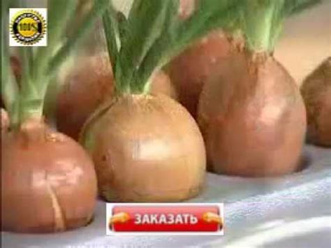 Купить Установку Луковое Счастье по Акции - YouTube